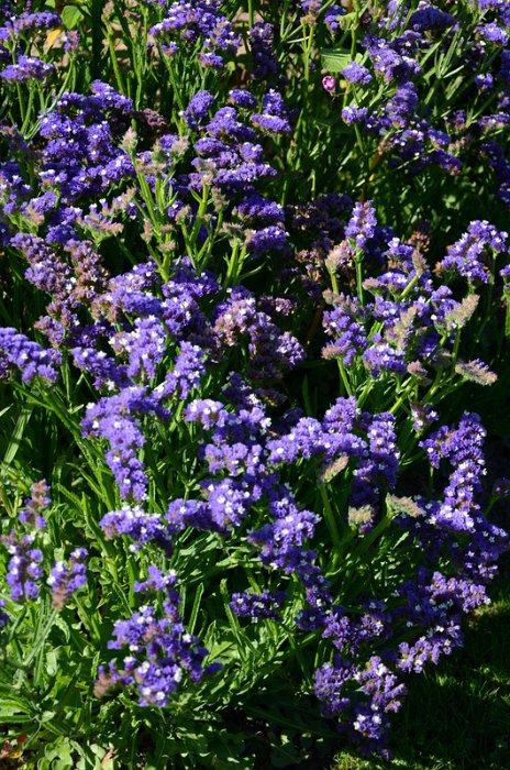 Limonium sinuatum 'Forever bleu fonce'
